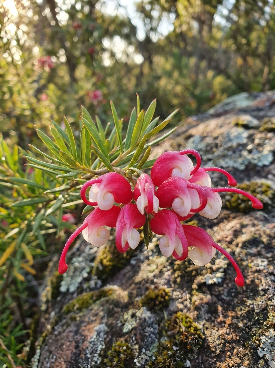 Grevillea lanigera x lavandulacea 'Cherry Ripe' 140mm Pot for sale Adelaide Plant Co