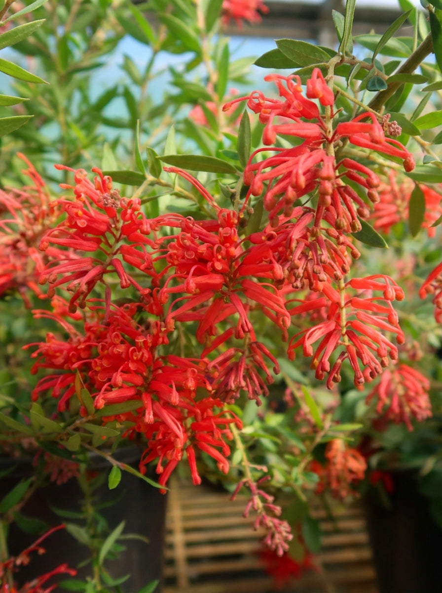 Grevillea lanigera x rhyolitica 'Bloodline' 200mm Pot for sale Adelaide Plant Co