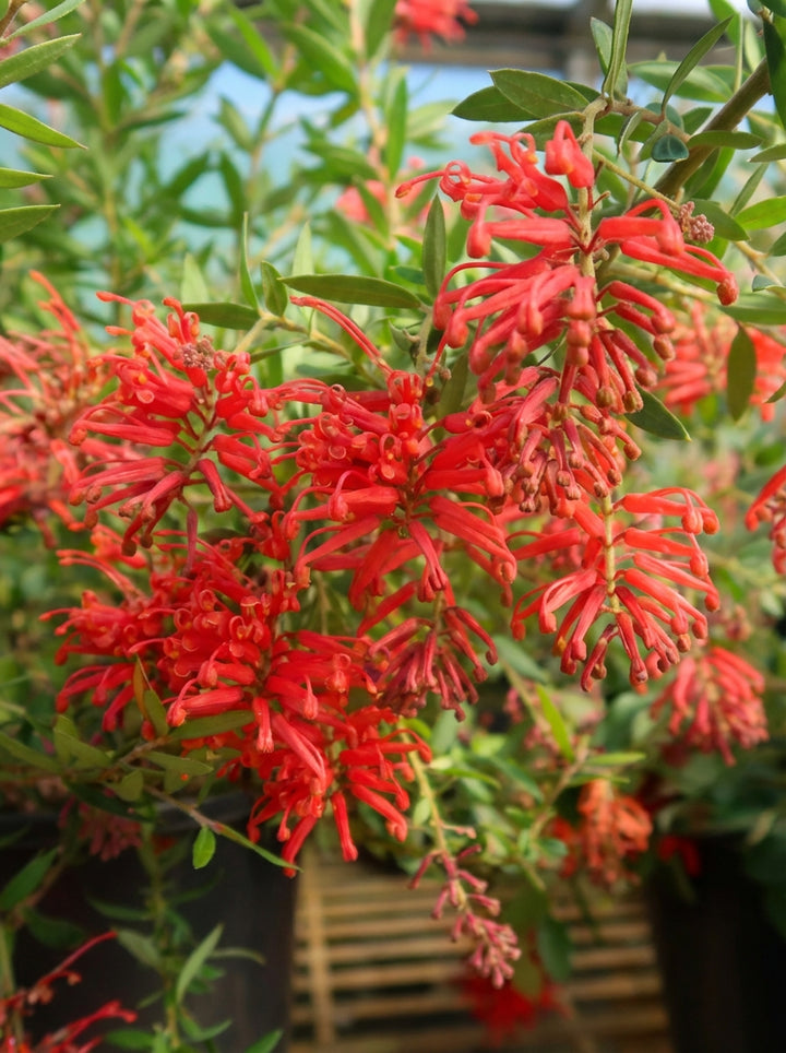 Grevillea lanigera x rhyolitica &