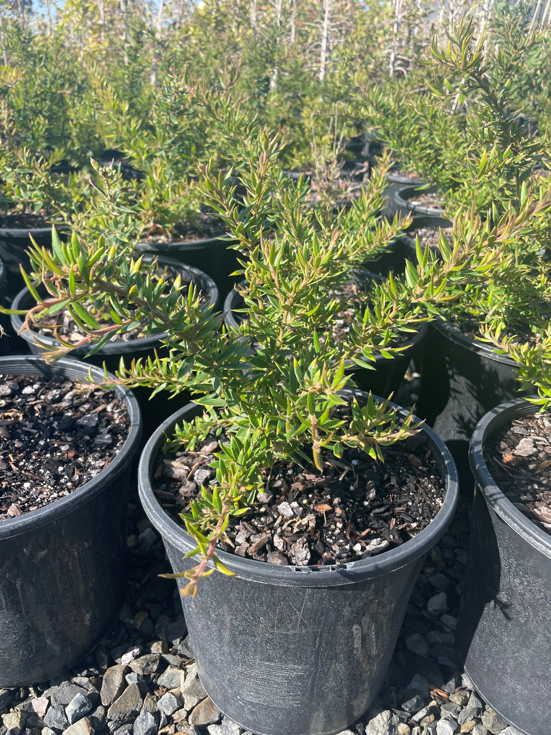Grevillea lanigera x rhyolitica &