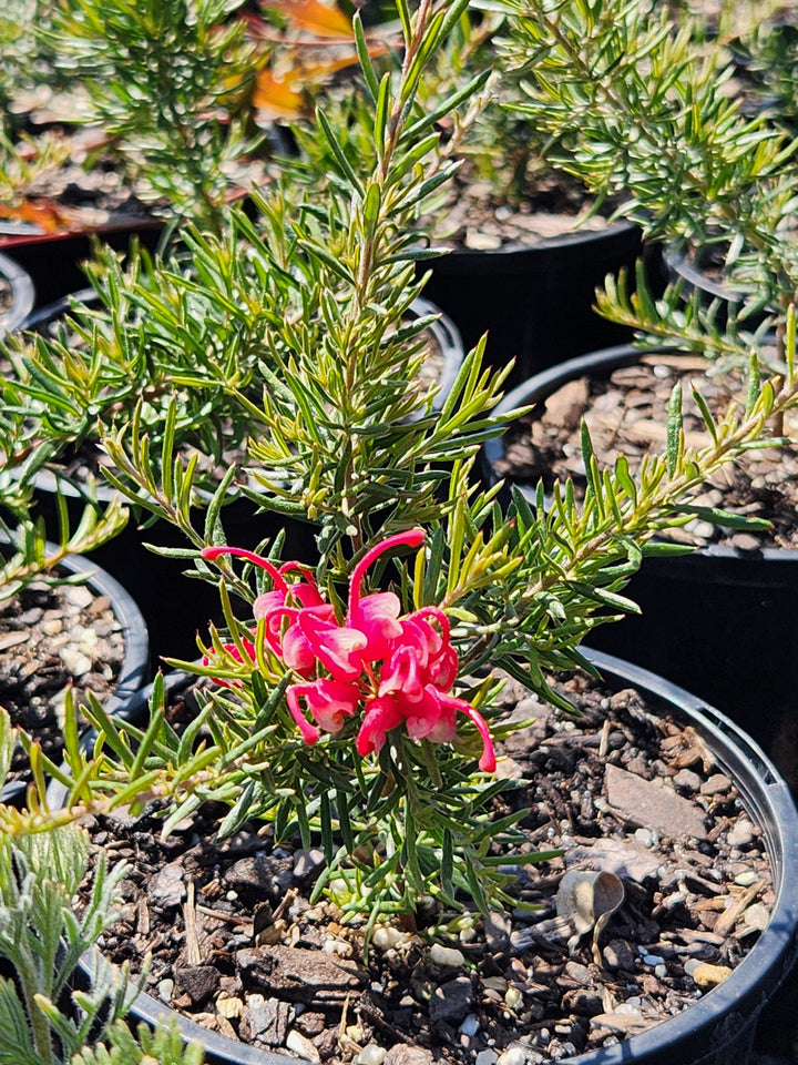Grevillea Lavandulacea