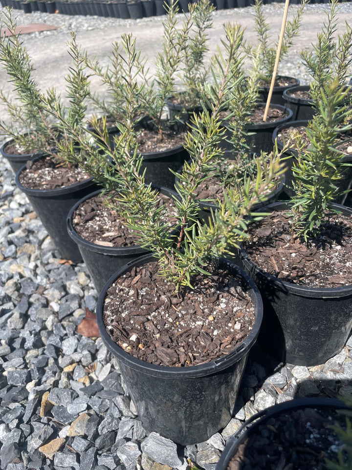 Grevillea Lavandulacea