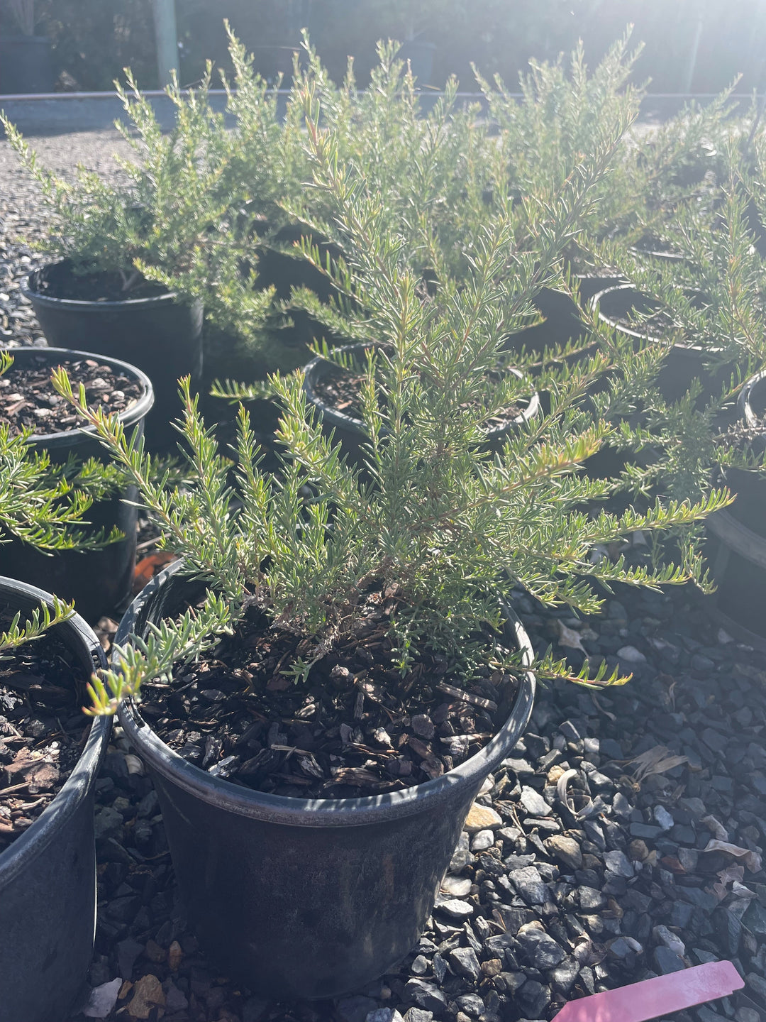 Grevillea Lavandulacea for sale Adelaide Plant Co