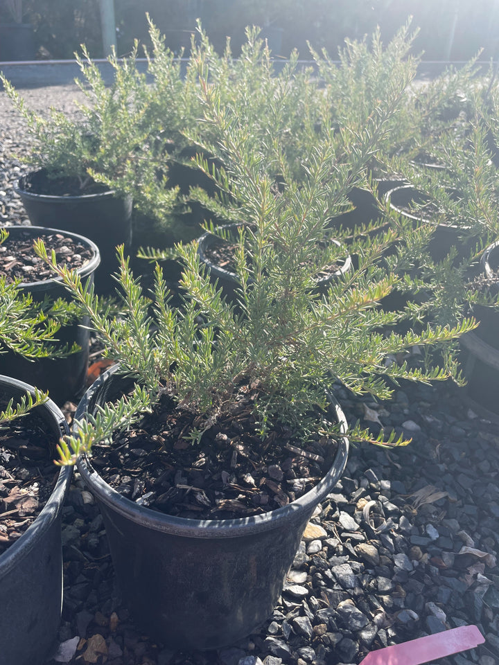 Grevillea Lavandulacea for sale Adelaide Plant Co