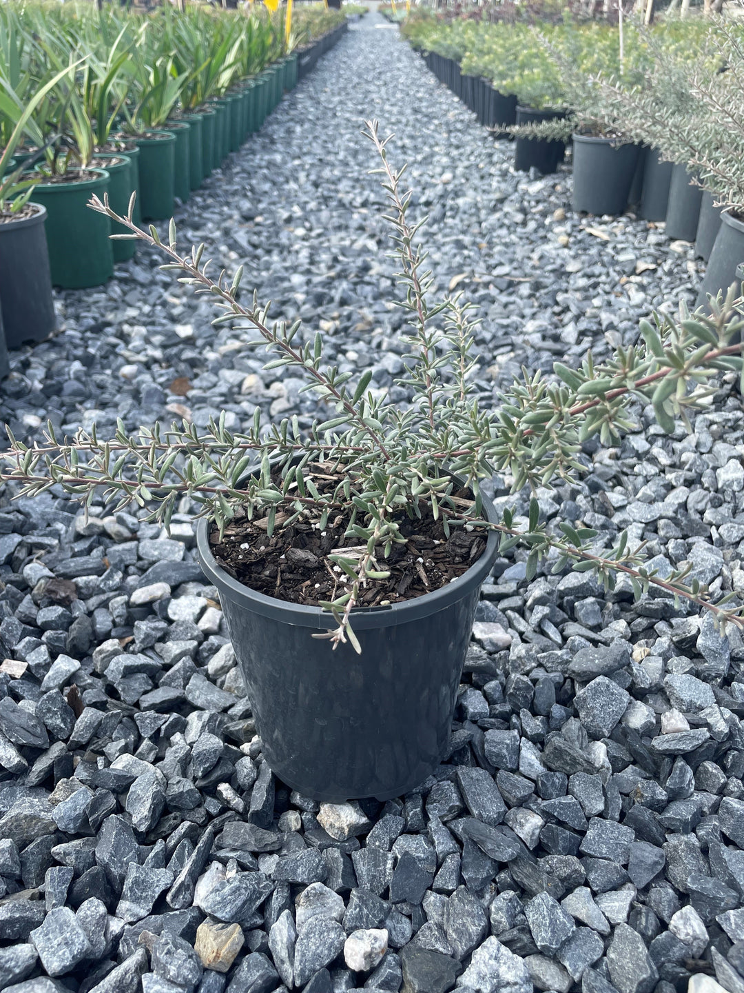 Grevillea lavandulacea 'Silver Dawn' 140mm Pot for sale Adelaide Plant Co