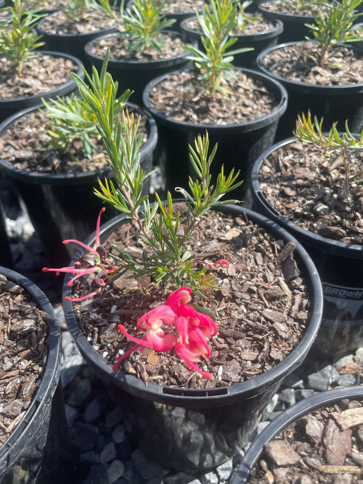Grevillea lavandulacea &