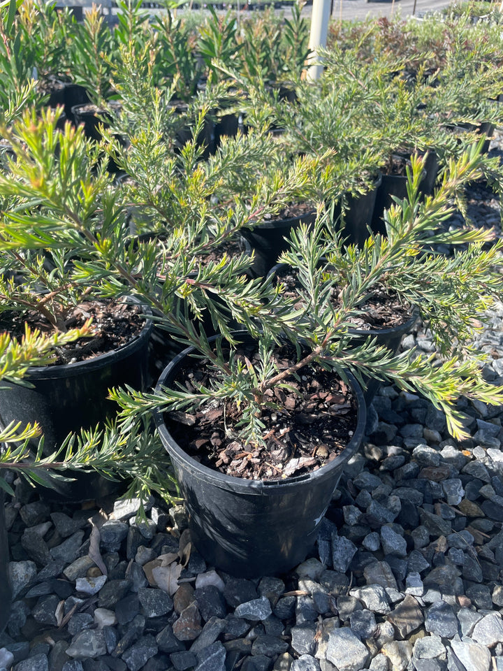 Grevillea lavandulacea &