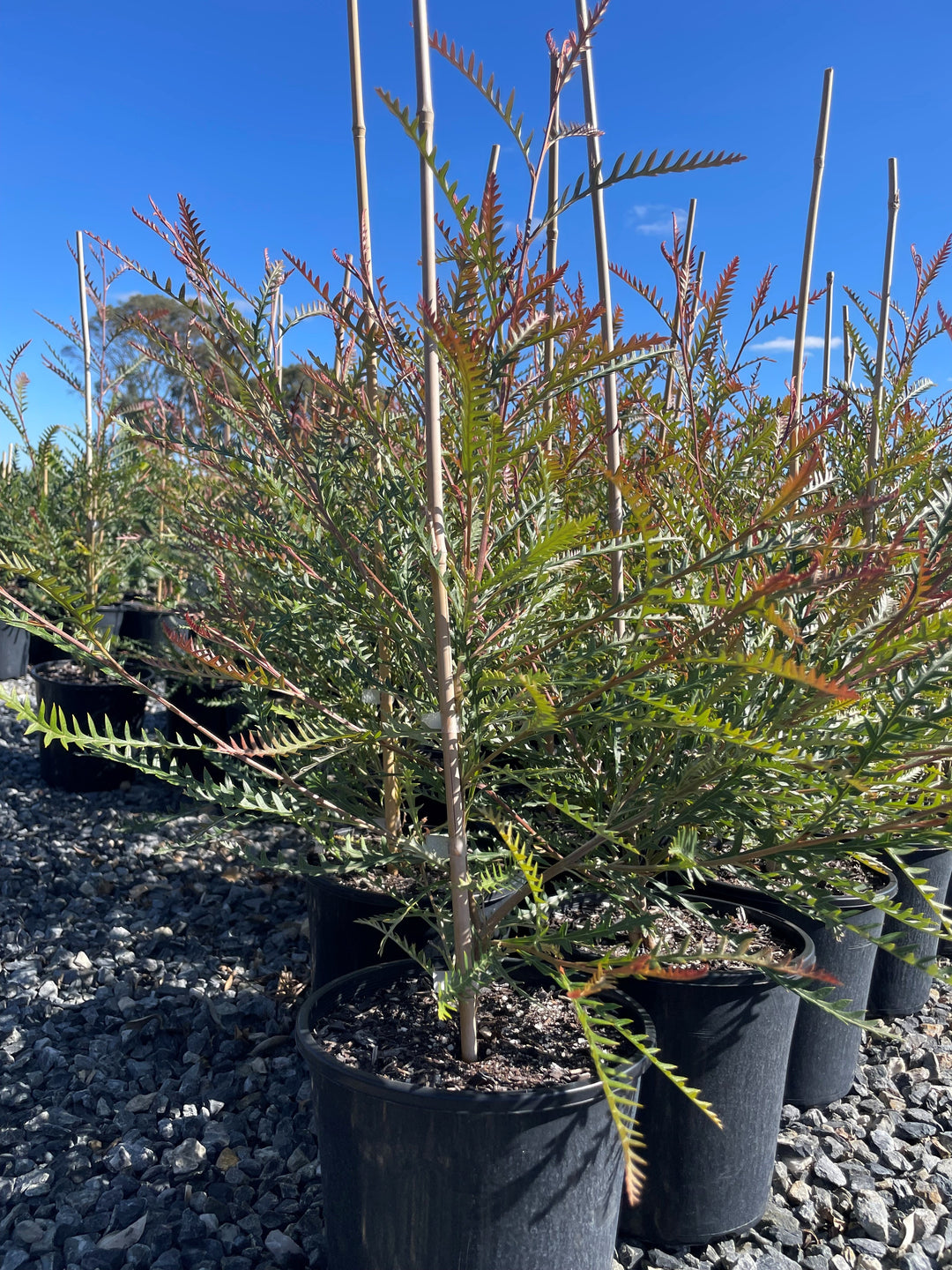 Grevillea Longifolia x Caleyi 'Ivanhoe'