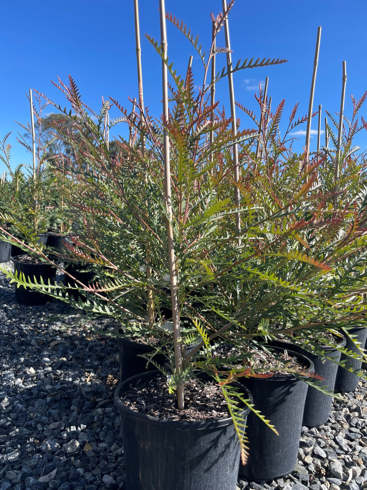 Grevillea Longifolia x Caleyi 'Ivanhoe'
