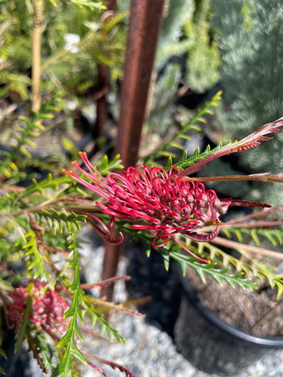 Grevillea Longifolia x Caleyi 'Ivanhoe' 200mm Pot for sale Adelaide Plant Co