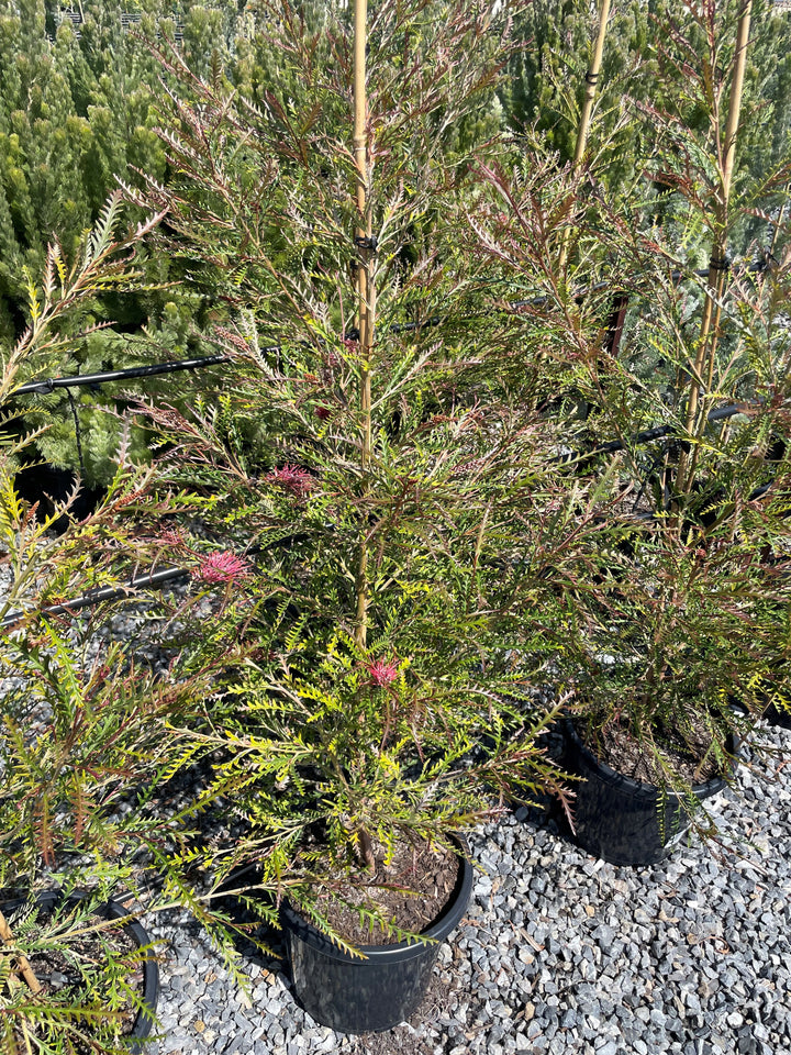 Grevillea Longifolia x Caleyi 'Ivanhoe'