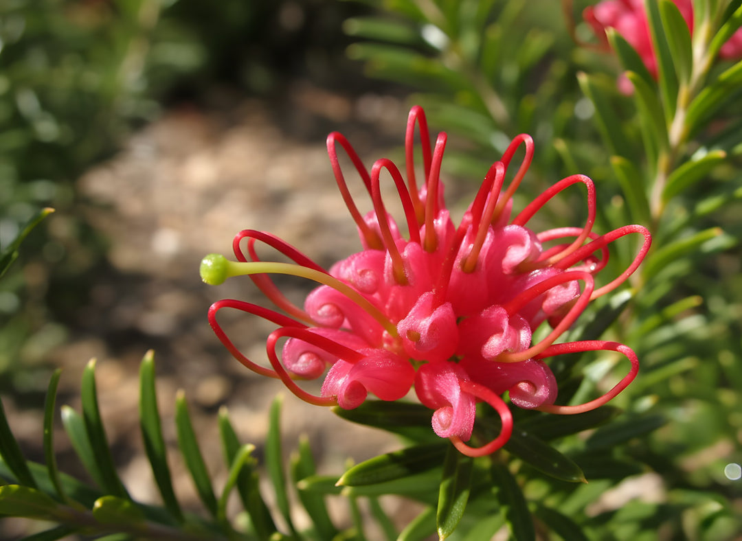 Grevillea Obtusifolia 140mm Pot for sale Adelaide Plant Co