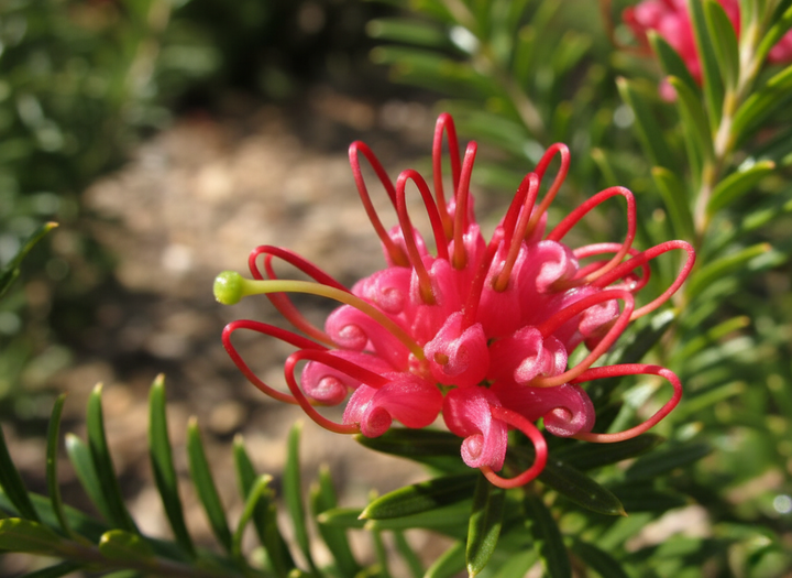 Grevillea Obtusifolia