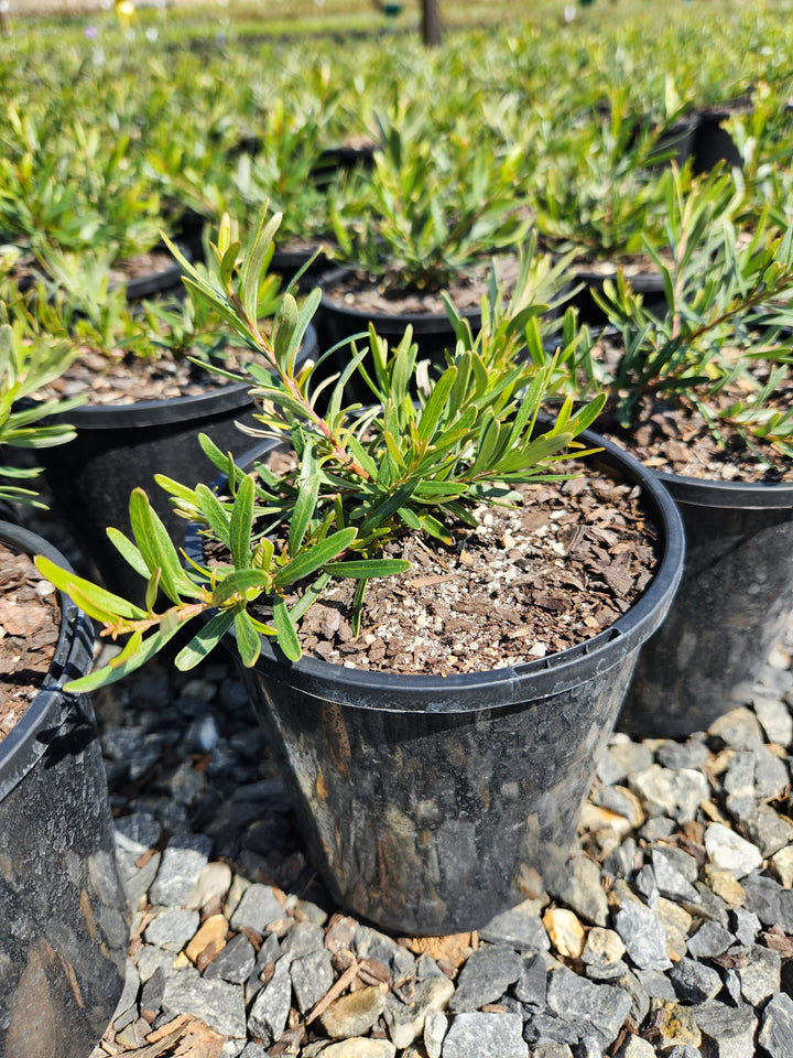 Grevillea Obtusifolia