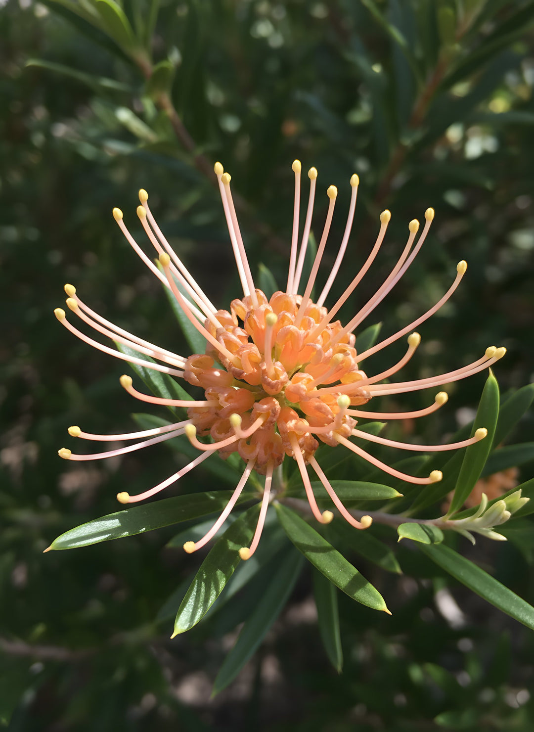 Grevillea Olivacea 'Apricot Glow' 140mm Pot for sale Adelaide Plant Co