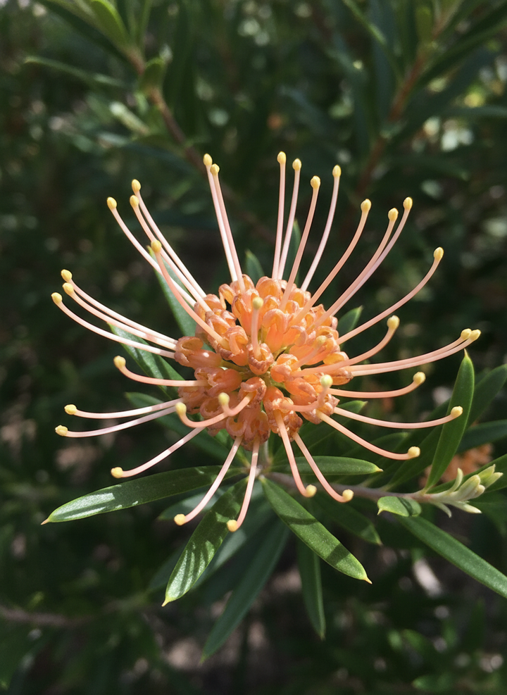 Grevillea Olivacea 'Apricot Glow'