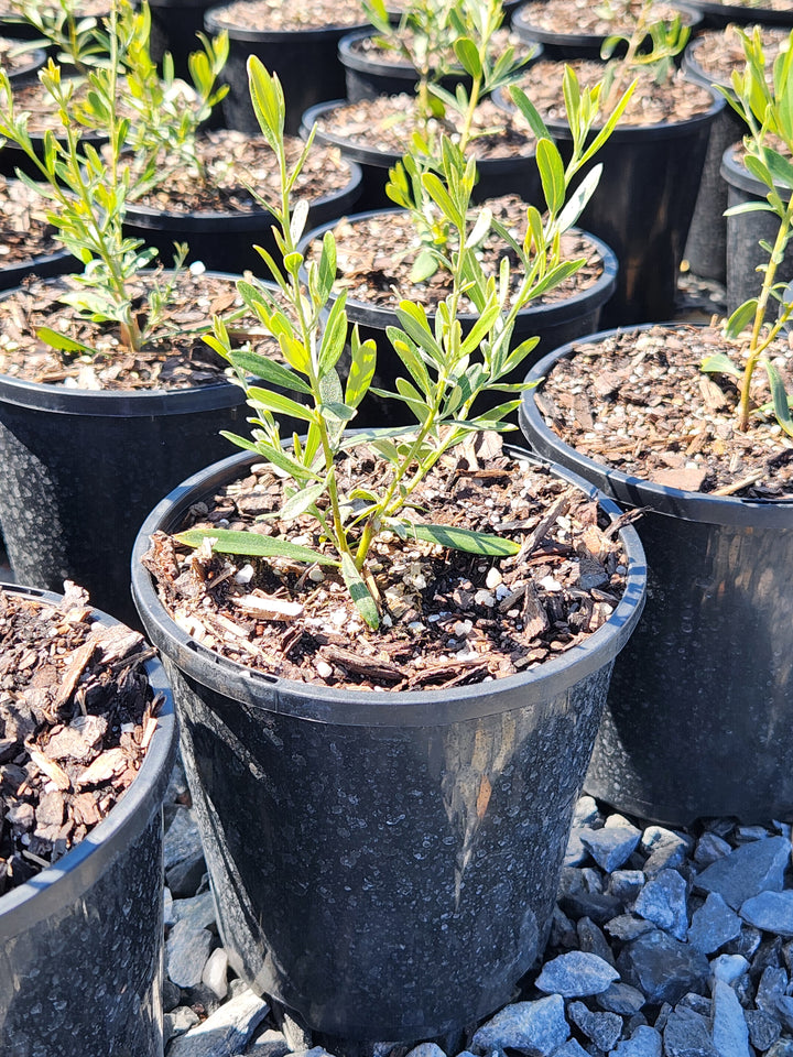 Grevillea Olivacea 'Apricot Glow'