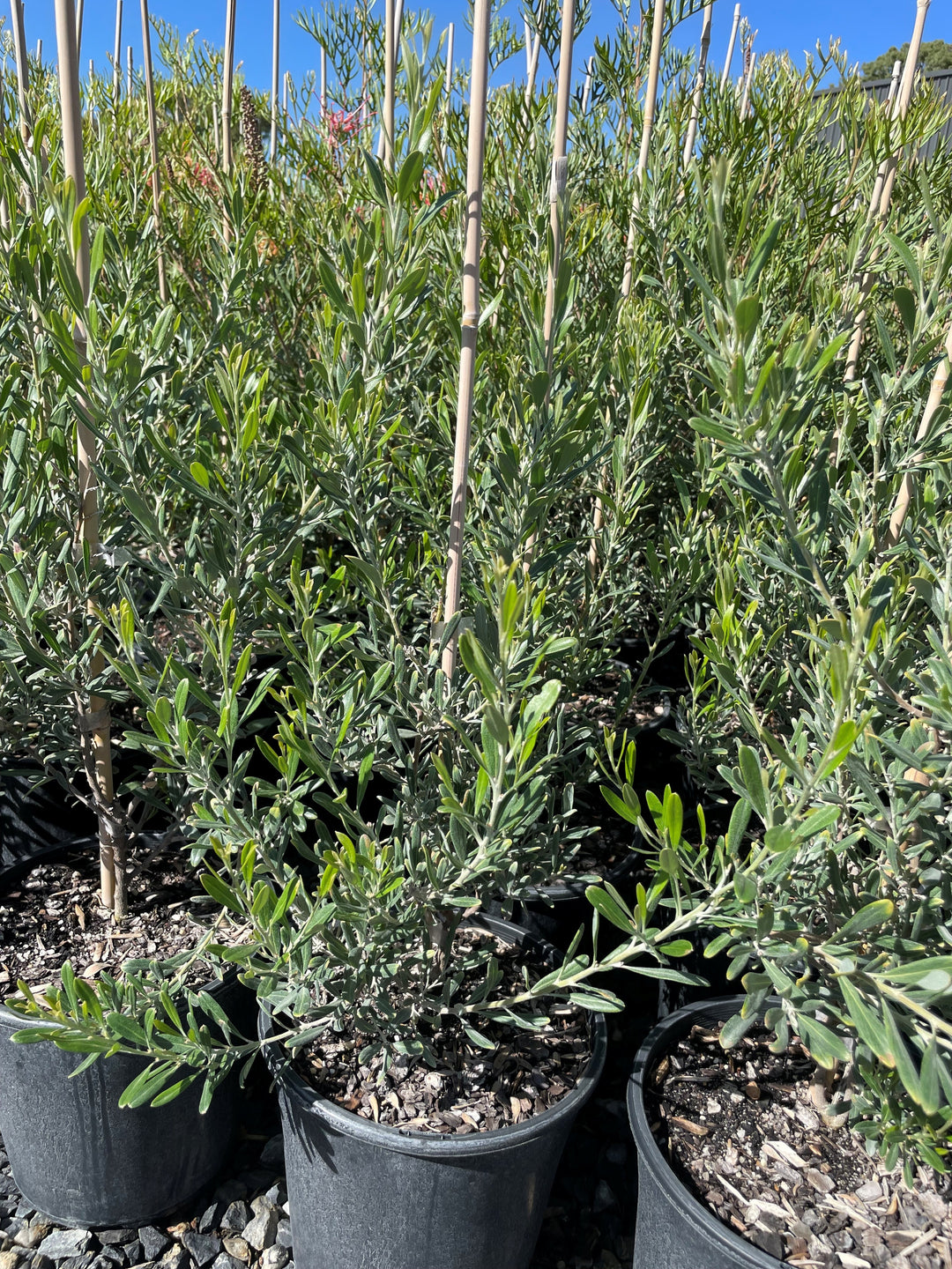 Grevillea Olivacea &