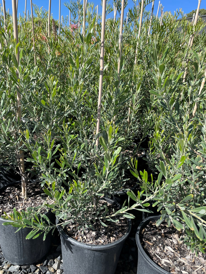 Grevillea Olivacea &