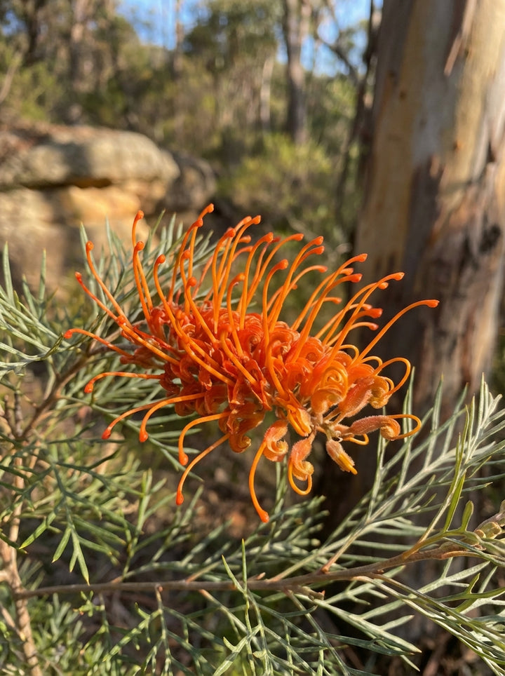 Grevillea &