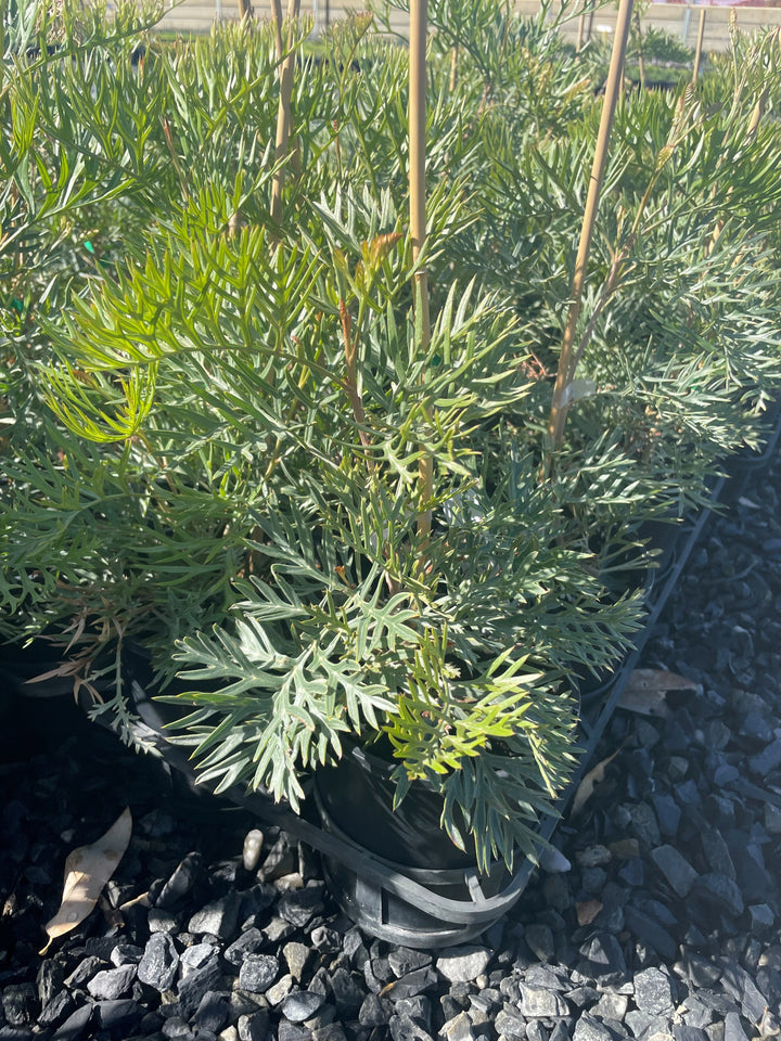Grevillea &