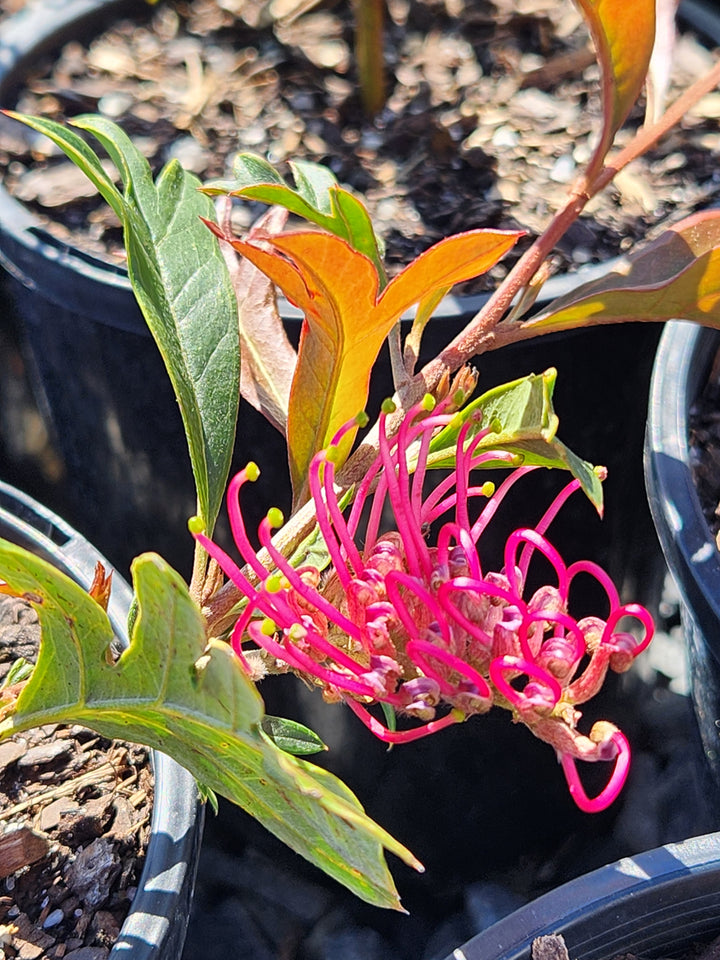 Grevillea Poorinda &