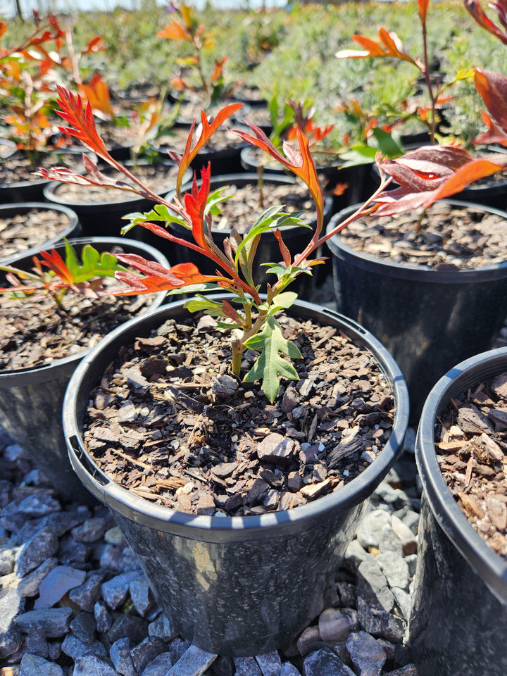 Grevillea Poorinda &