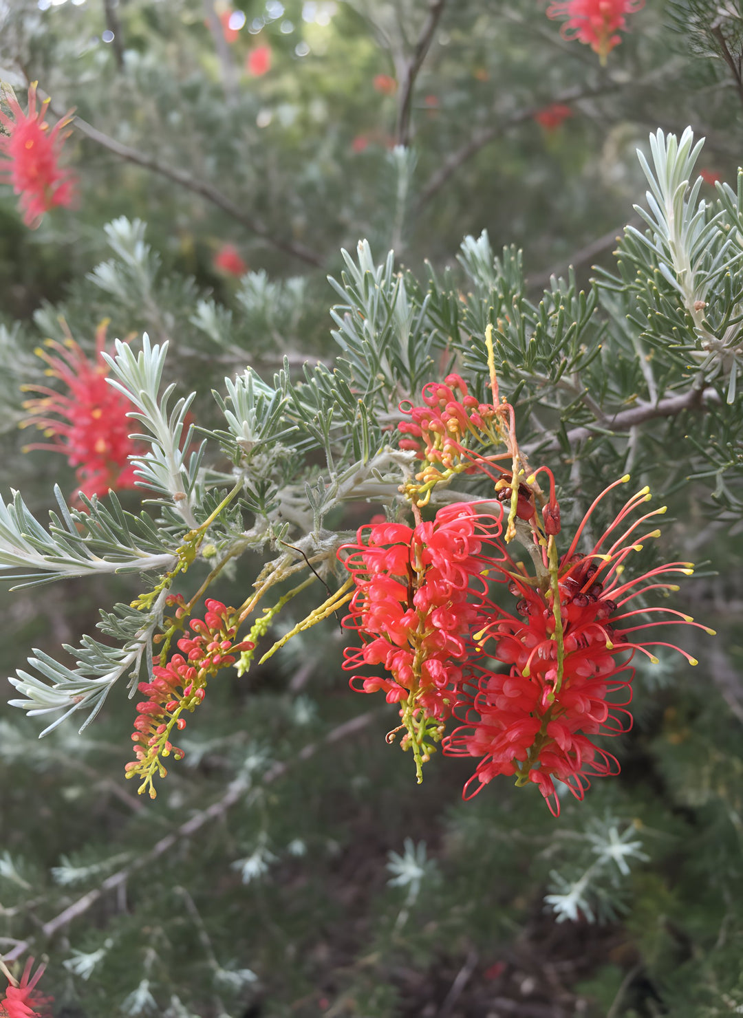 Grevillea Preissii 'Seaspray' 140mm Pot for sale Adelaide Plant Co