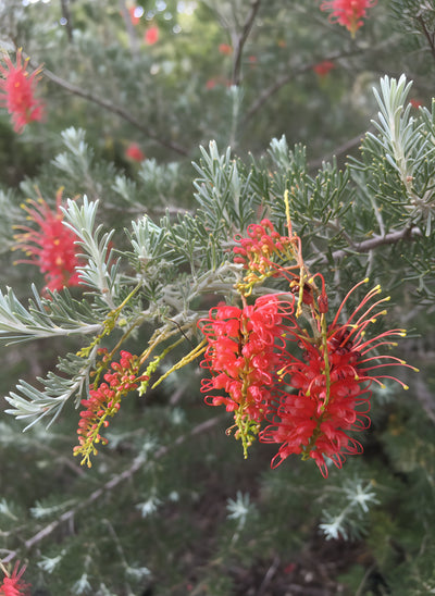Grevillea Preissii 'Seaspray' 140mm Pot for sale Adelaide Plant Co