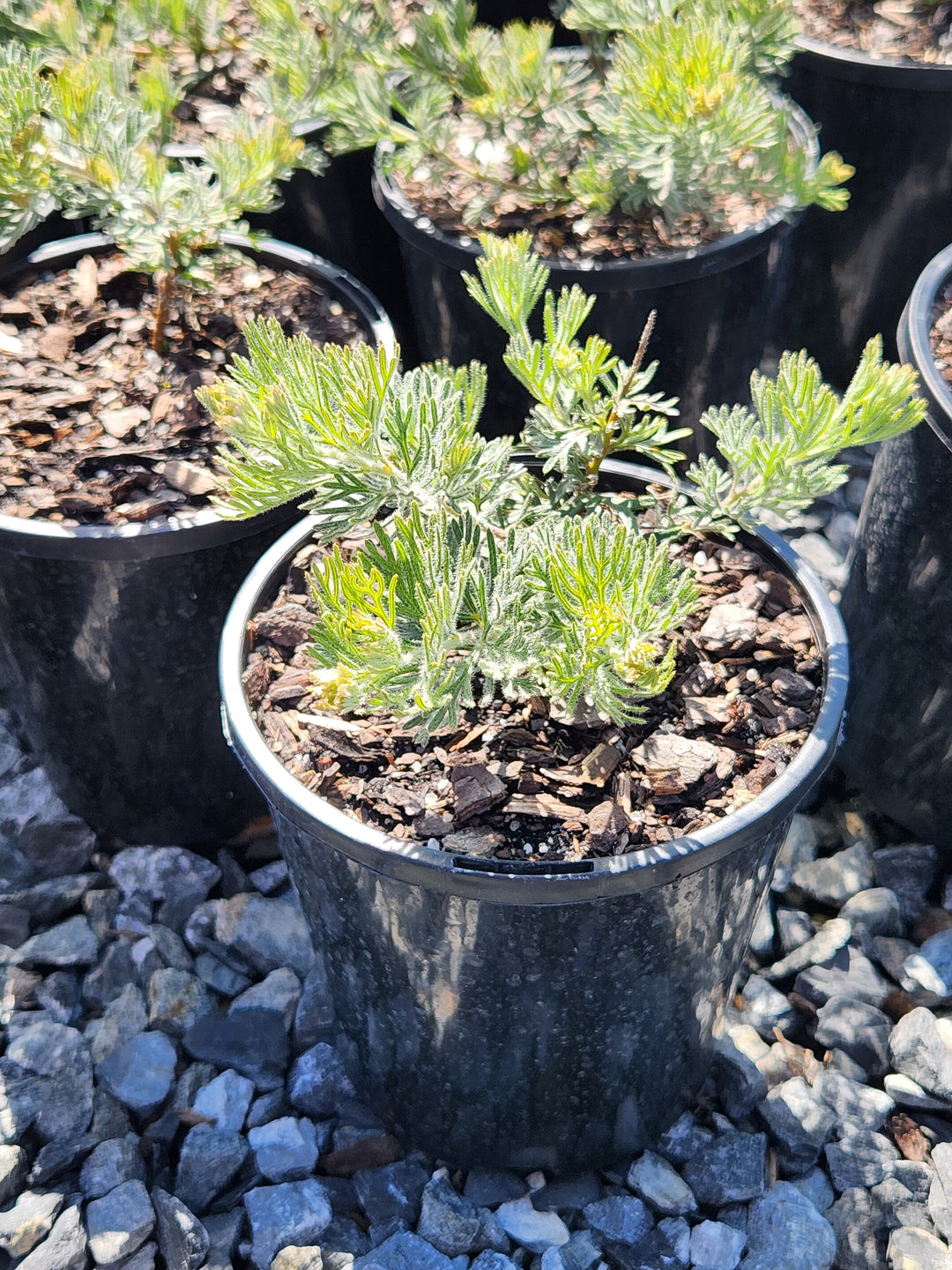 Grevillea Preissii &