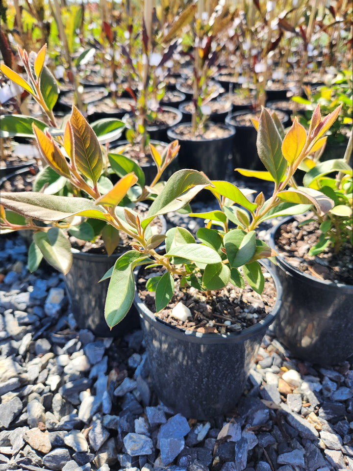 Grevillea Rhyolitica 'Deua Flame'