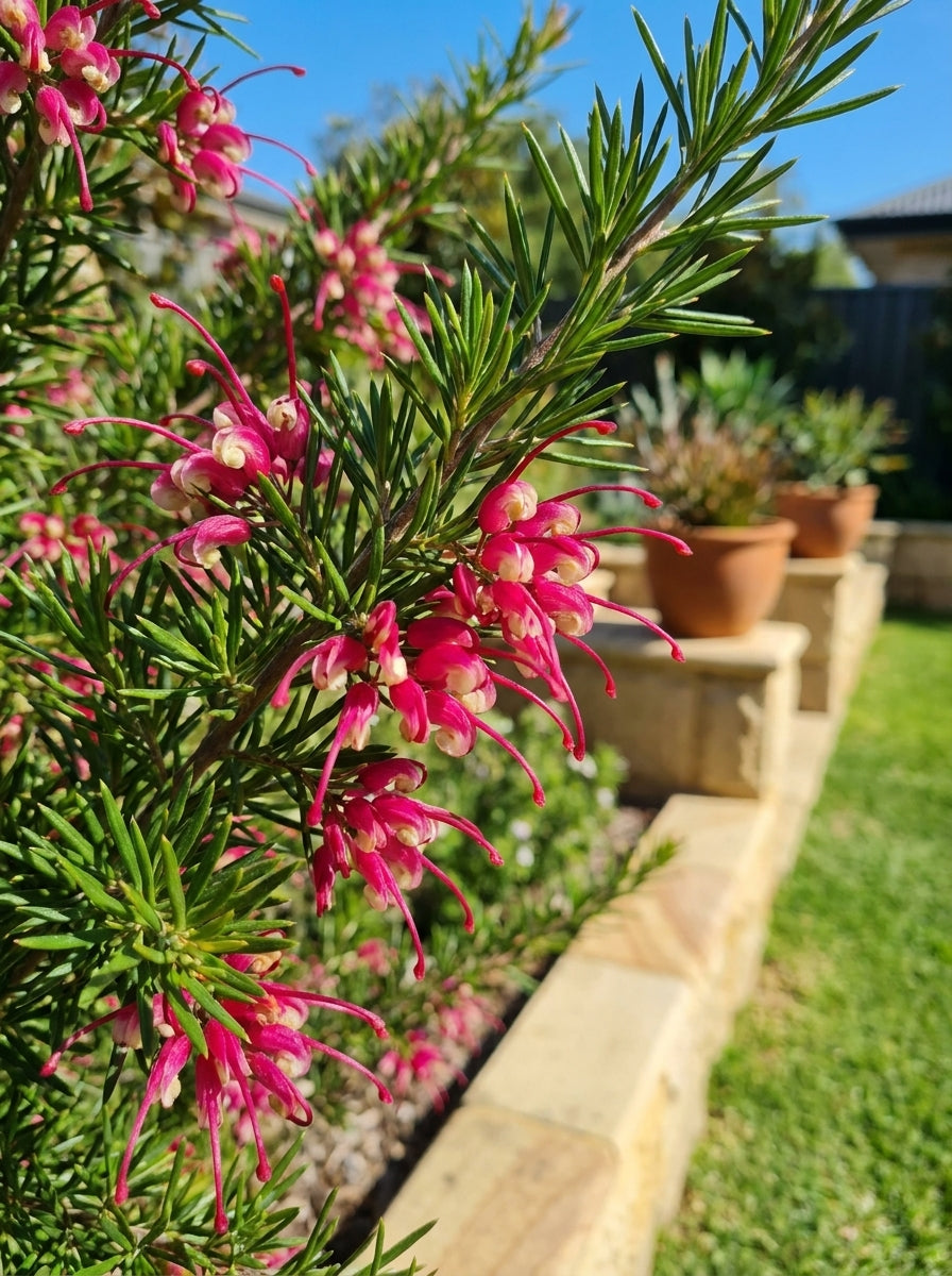 Grevillea rosmarinifolia Nana 140mm Pot for sale Adelaide Plant Co