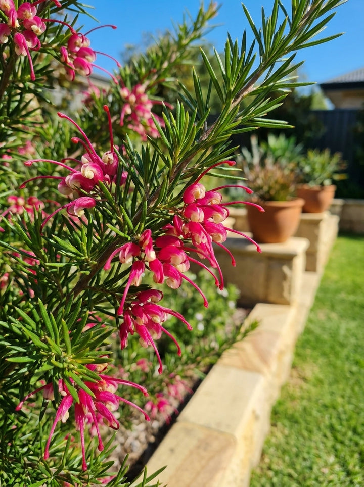 Grevillea rosmarinifolia Nana 140mm Pot for sale Adelaide Plant Co