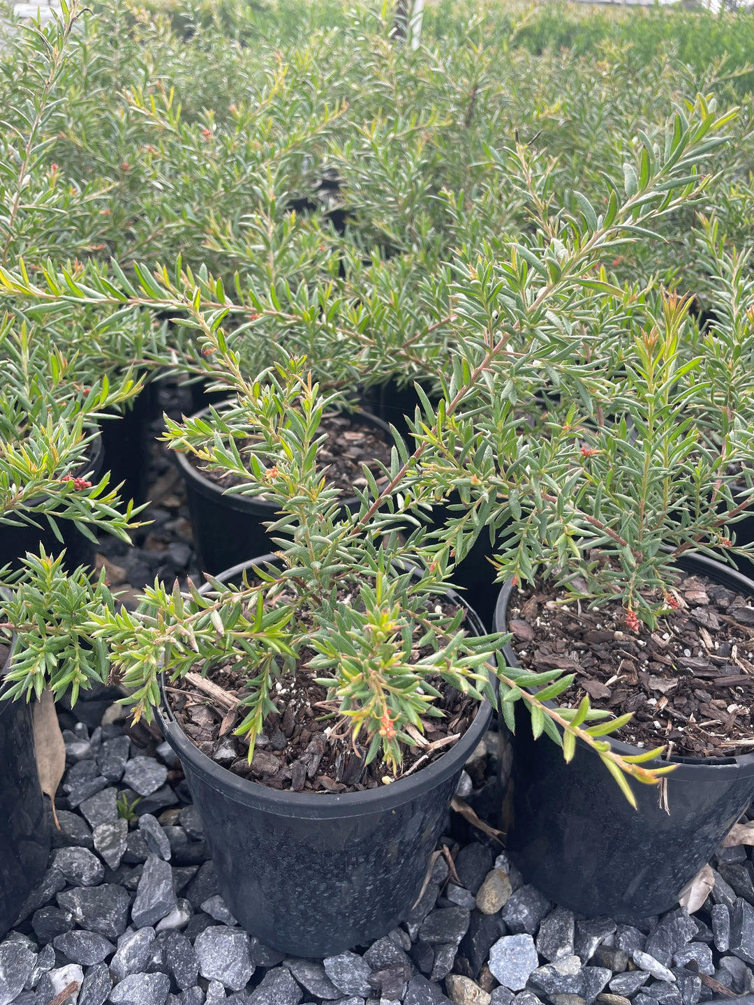 Grevillea rosmarinifolia Nana 140mm Pot for sale Adelaide Plant Co