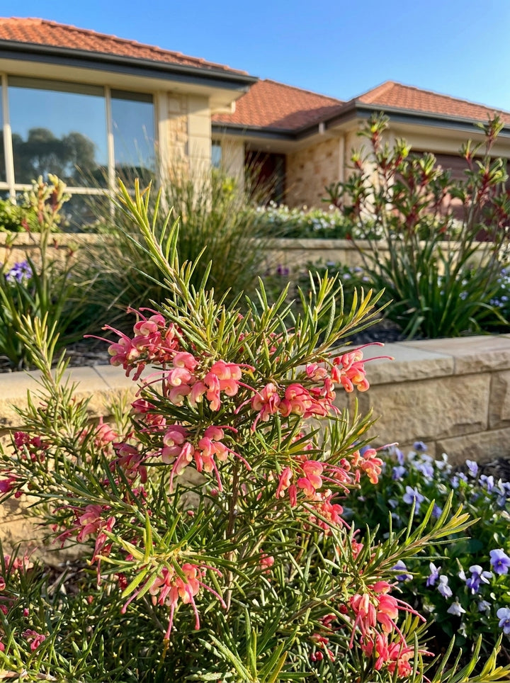 Grevillea rosmarinifolia 140mm Pot for sale Adelaide Plant Co