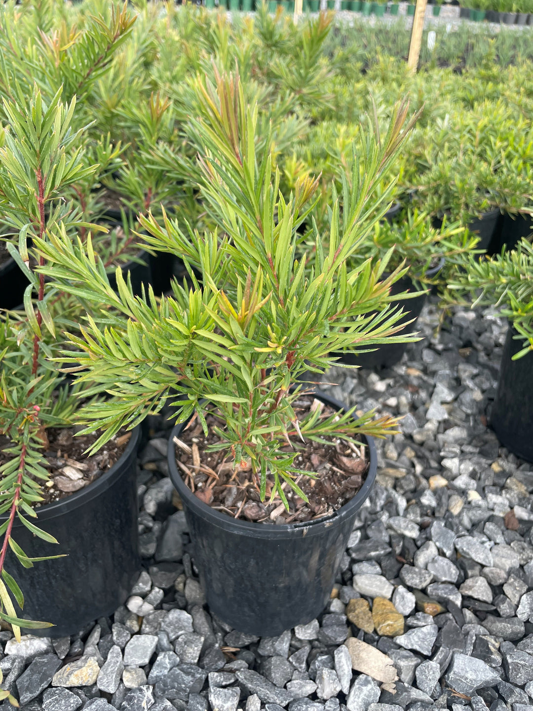 Grevillea rosmarinifolia 140mm Pot for sale Adelaide Plant Co
