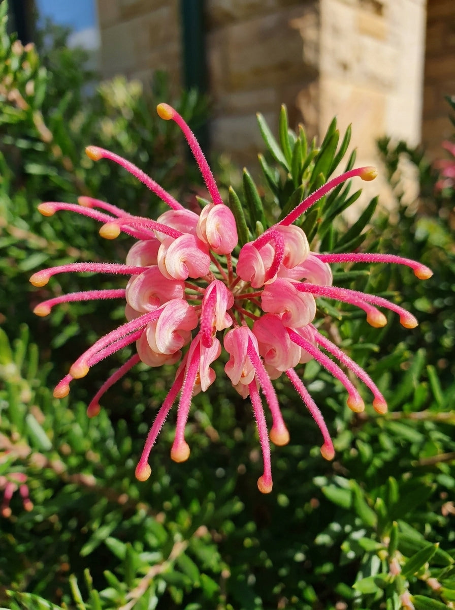 Grevillea rosmarinifolia &