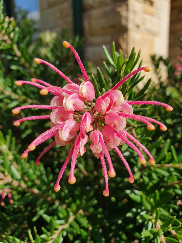 Grevillea rosmarinifolia &