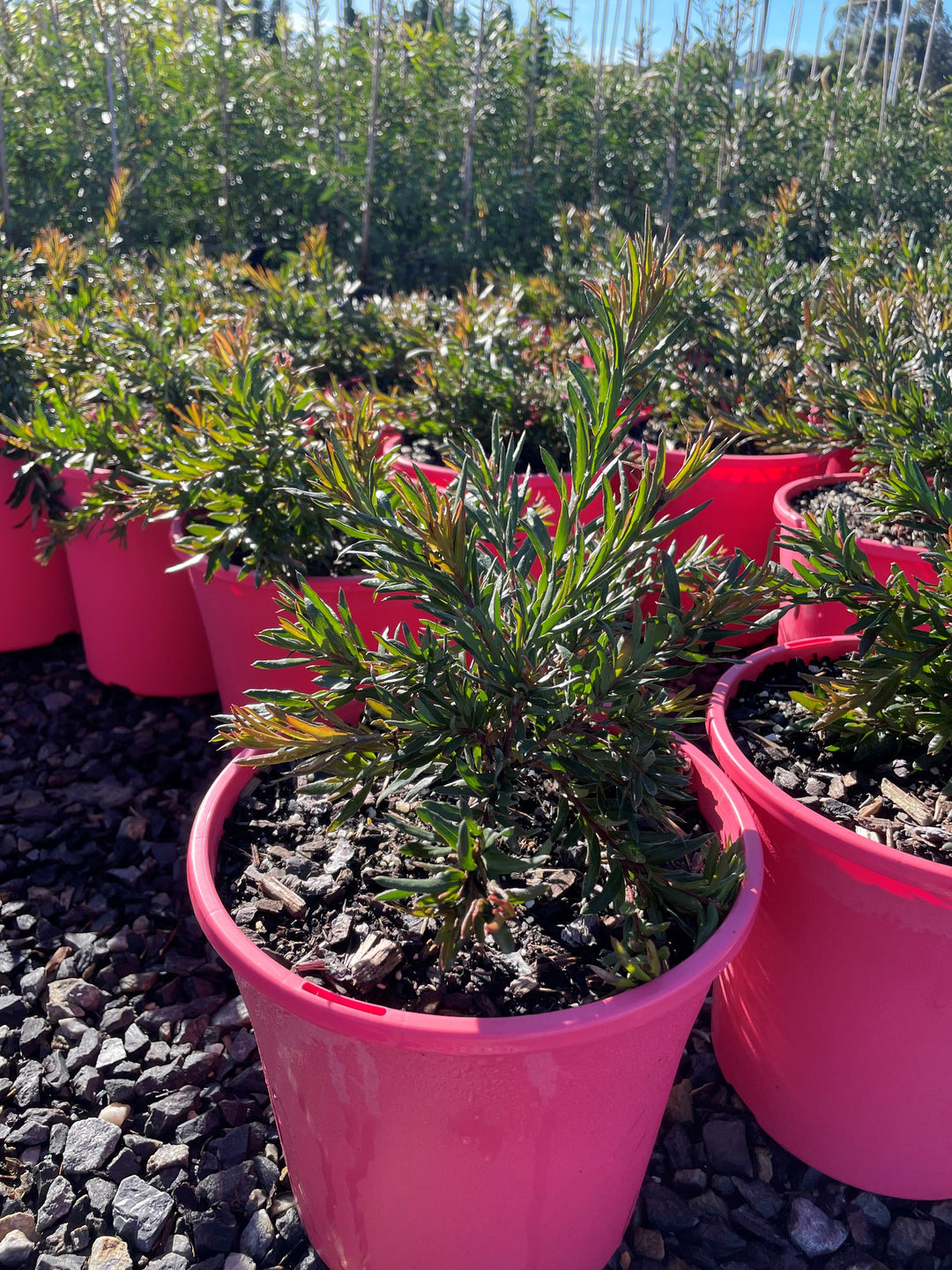 Grevillea rosmarinifolia &