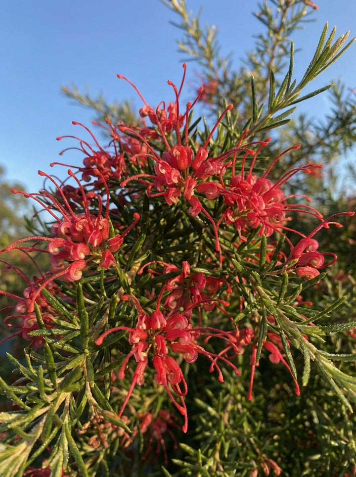 Grevillea rosmarinifolia &