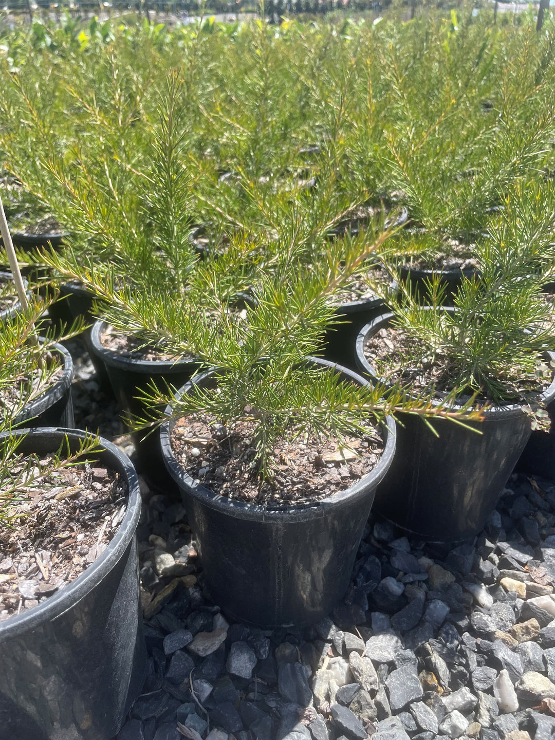 Grevillea rosmarinifolia &