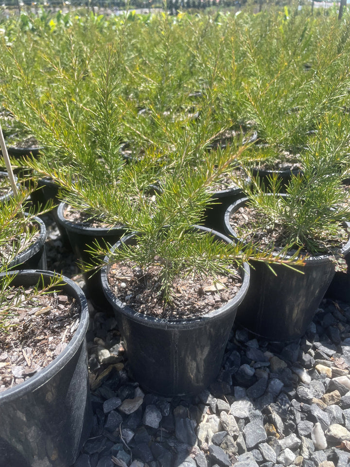 Grevillea rosmarinifolia &