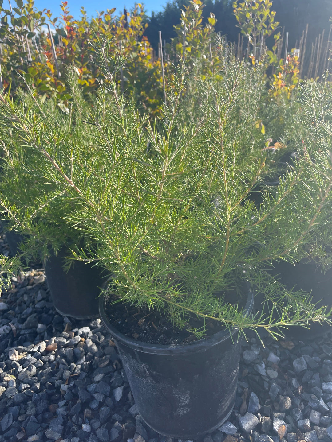 Grevillea rosmarinifolia &