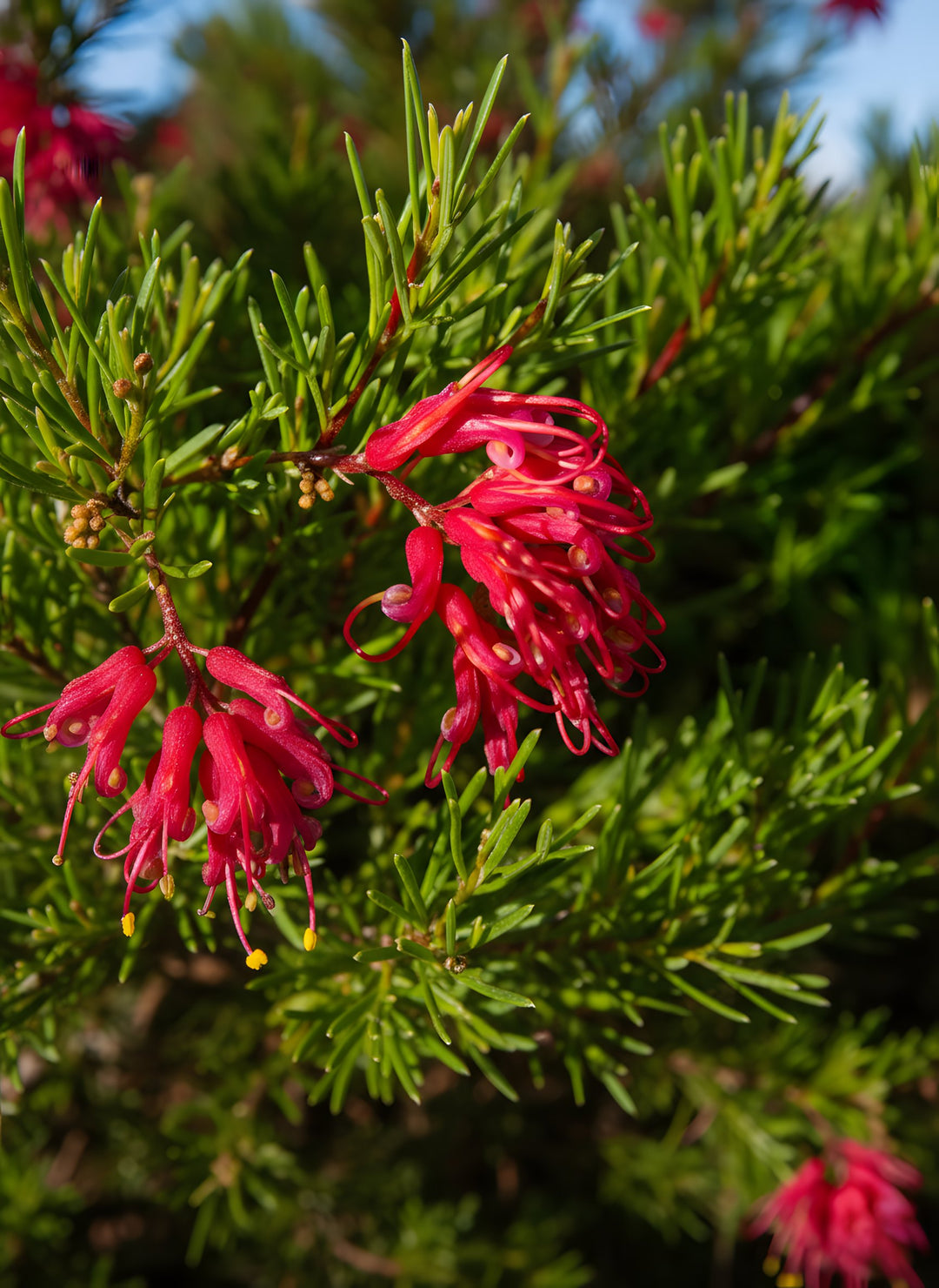 Grevillea Thelemanniana 'Mini Marvel' 140mm Pot for sale Adelaide Plant Co