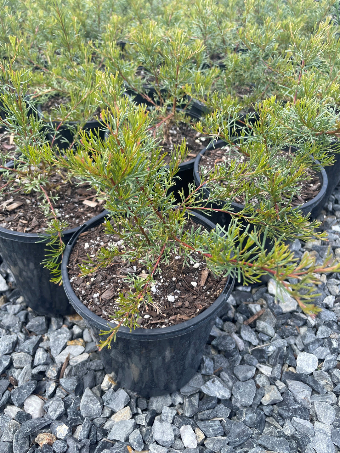 Grevillea Thelemanniana &