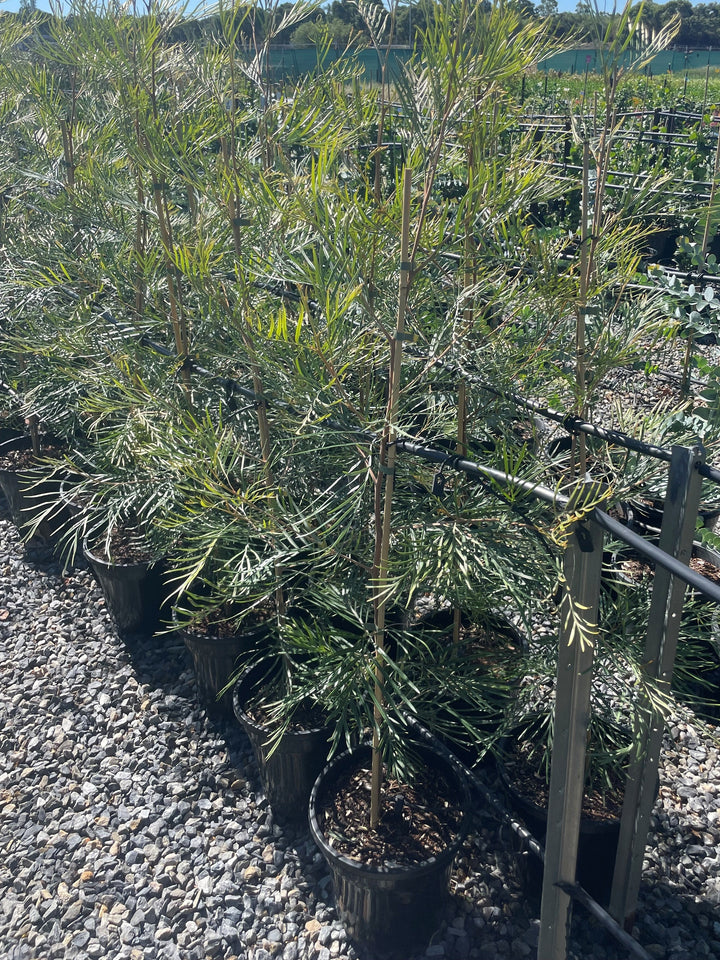 Grevillea whiteana &