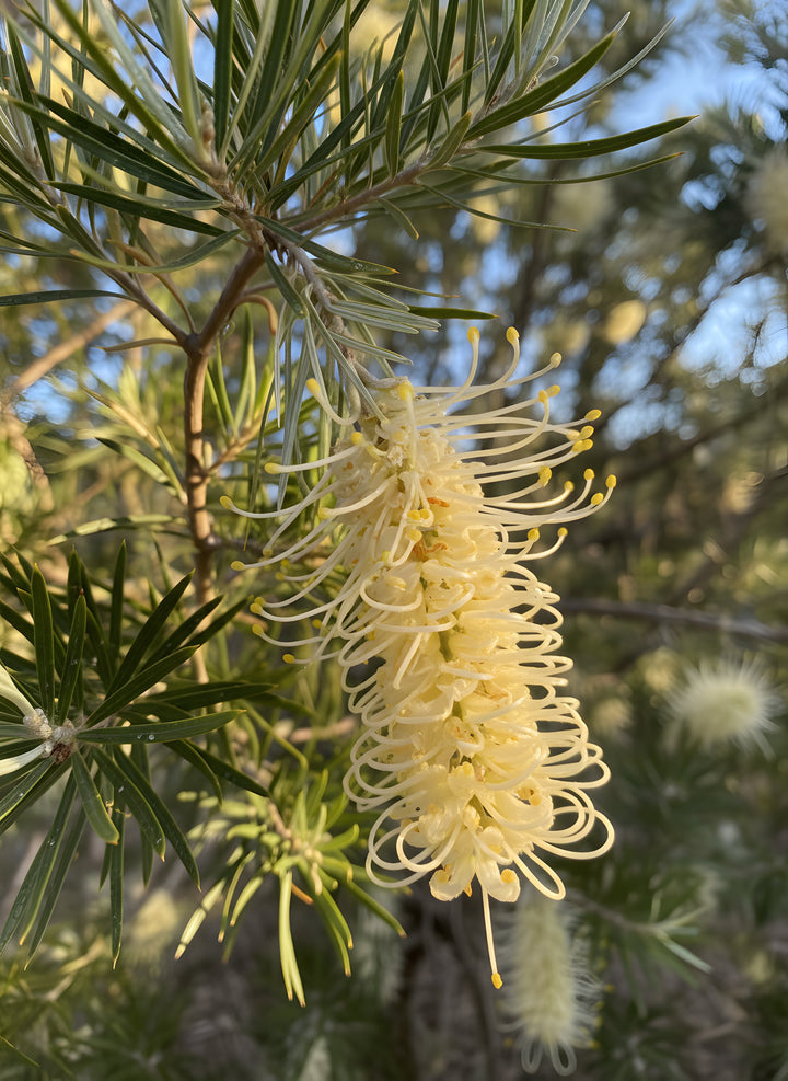 Grevillea whiteana &