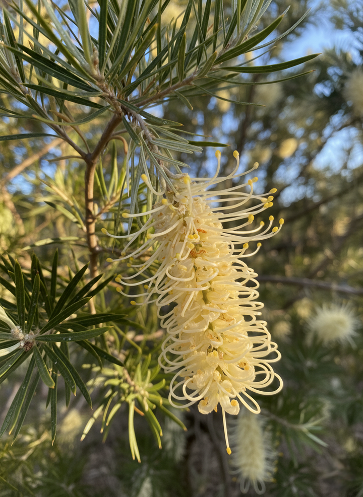 Grevillea whiteana &