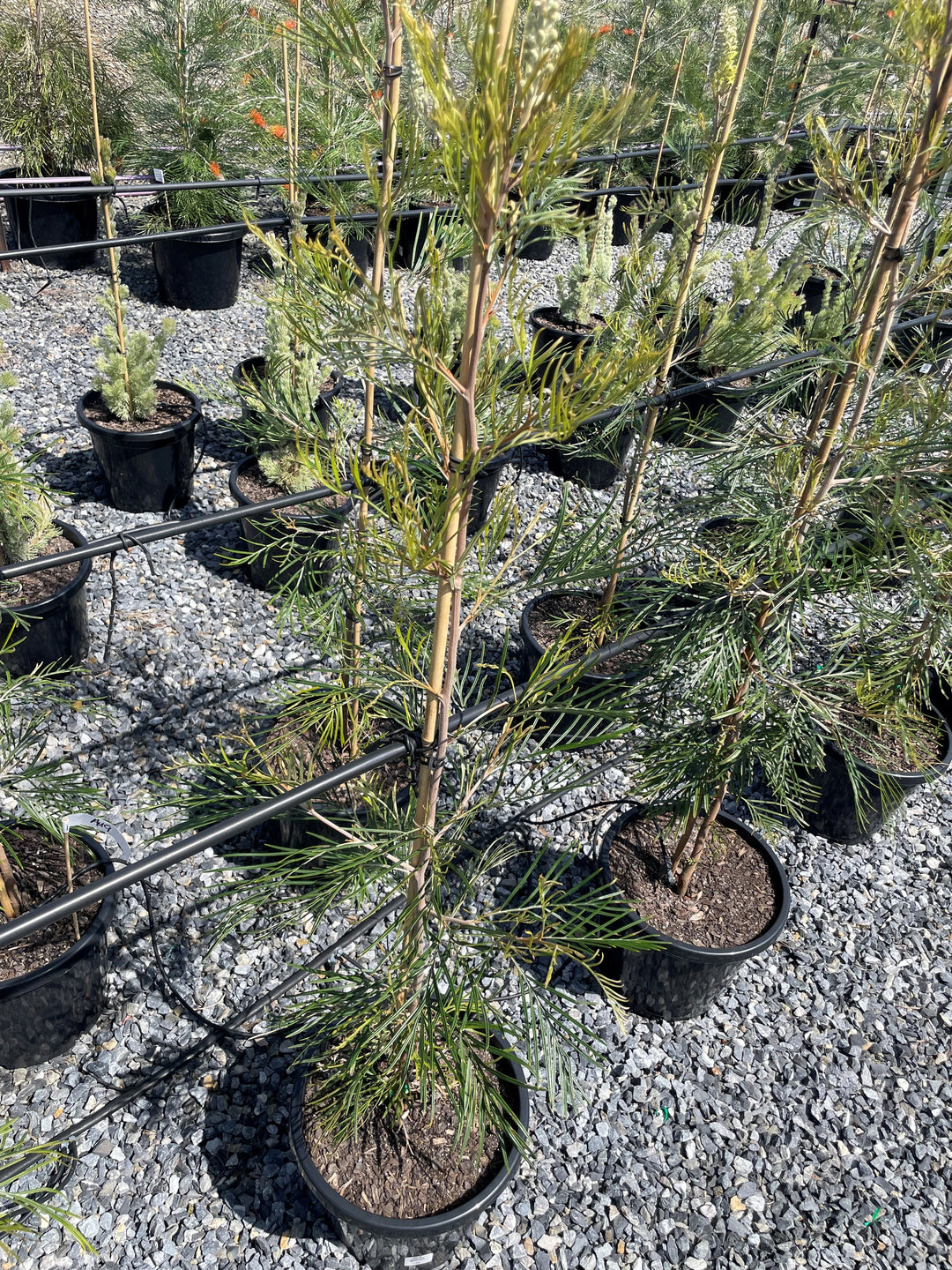 Grevillea whiteana &