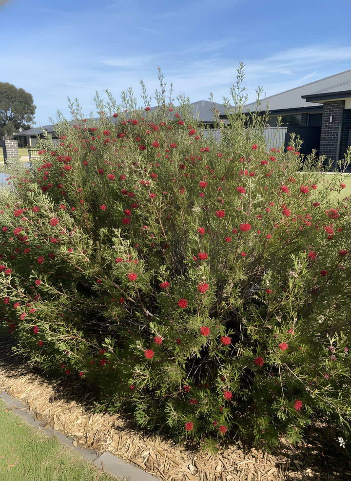 Grevillea Hybrid &
